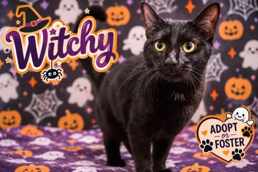 Witchy (FCID# 10/12/2026 - 41 Trainer)