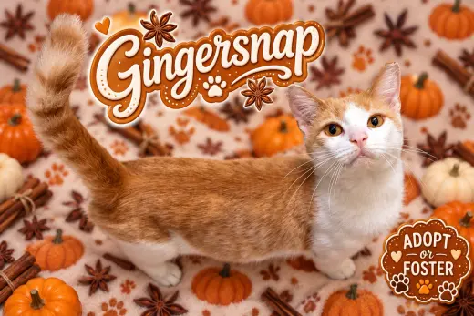 Gingersnap (FCID# 10/06/2026 - 48 Trainer)