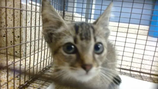 FELIX