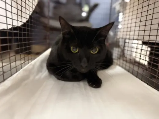 MILO