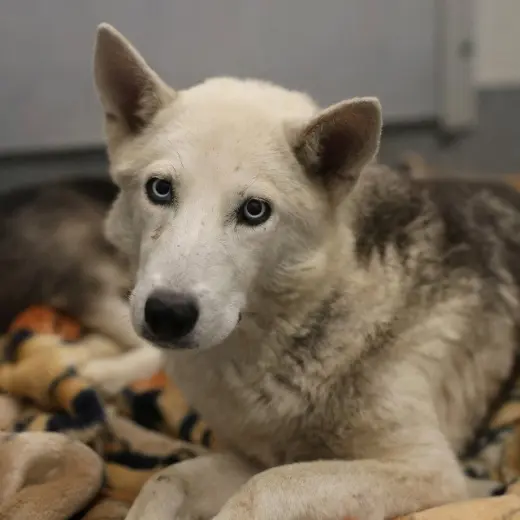LAIKA