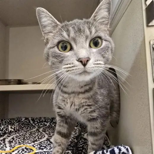 DOVEWING