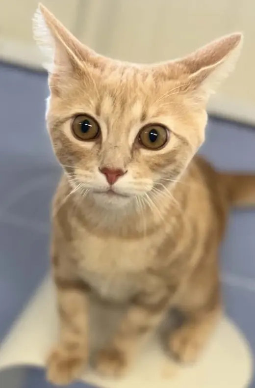 jimmy -Changa