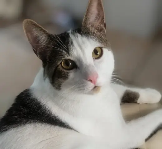 Snickers- foster home
