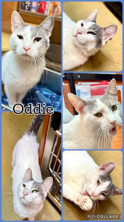 ODDIE