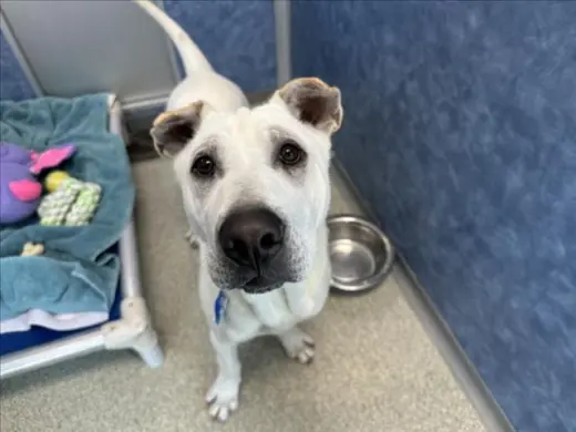 WOLFIE