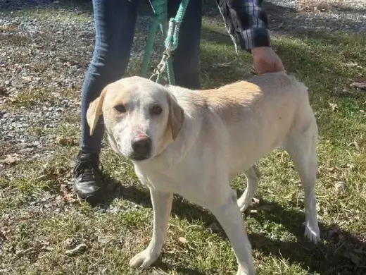 Biscuit - At shelter available 10/30