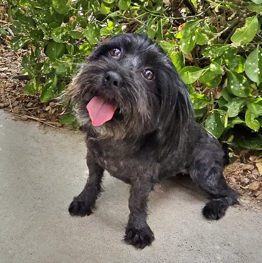 HAPPY Lil Ms Heloise ~ Schnoodle