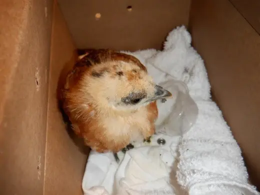 Star (chicken)