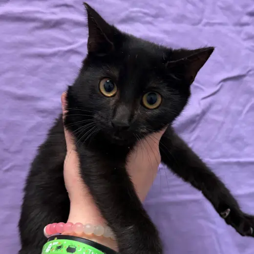 Binx