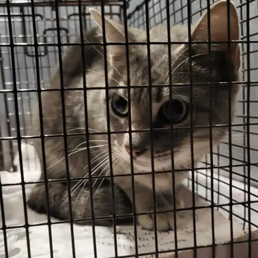 FELIX