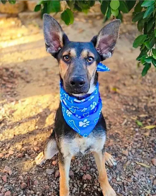 Huxley -  (Courtesy Post) Adopt Me!