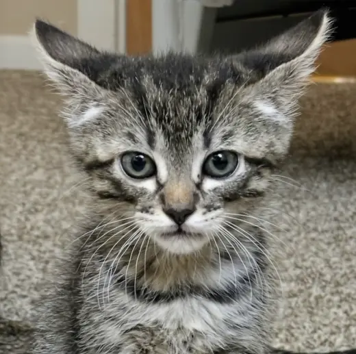 Binxy