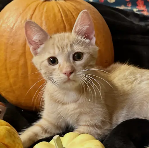 Hocus