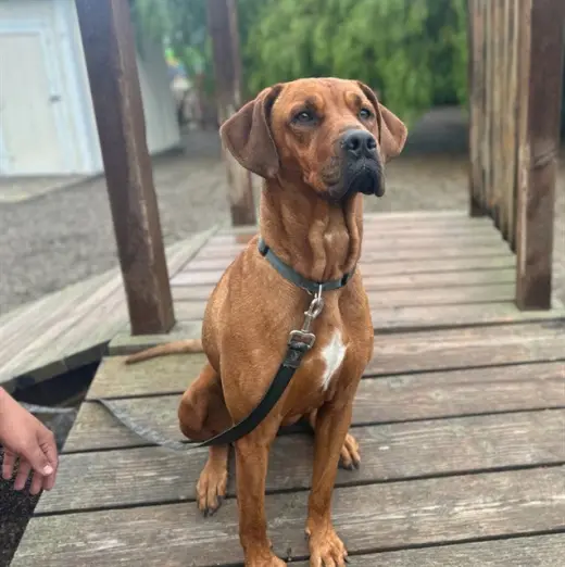 CORA