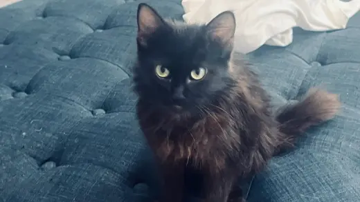 Sable