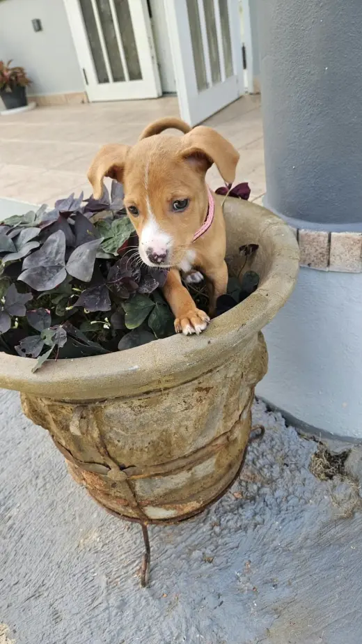 Lupita