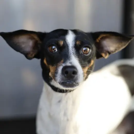 MARCIE
