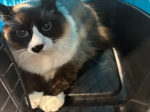 CICI