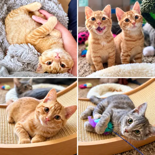 Woodland Crew Kittens