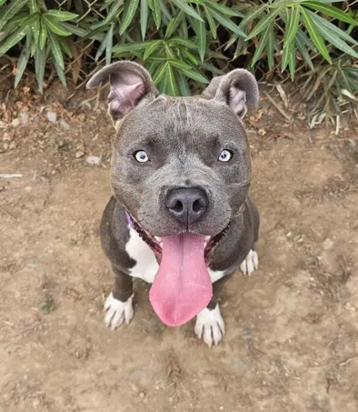 ROSCO