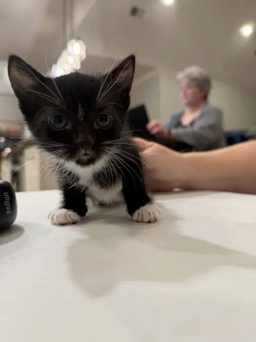 Carmen Lopez (Available for pre-adoption)