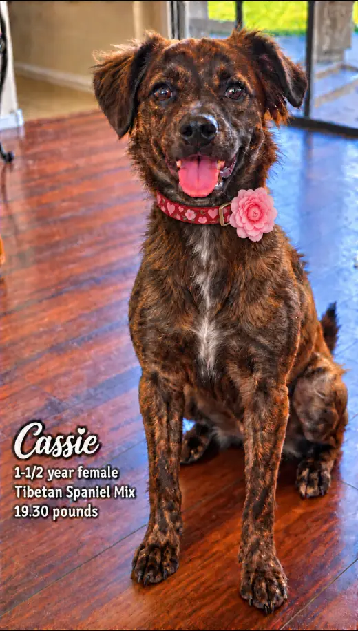 CASSIE – 1-1/2 YEAR FEMALE TIBETAN SPANIEL