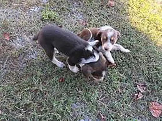 Aussomes Pup 2