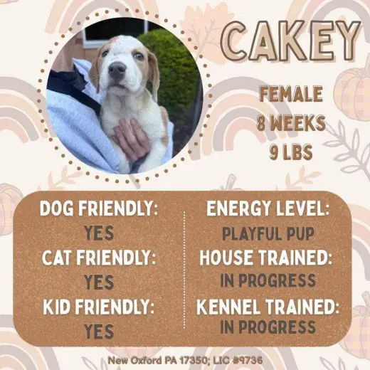 Cakey