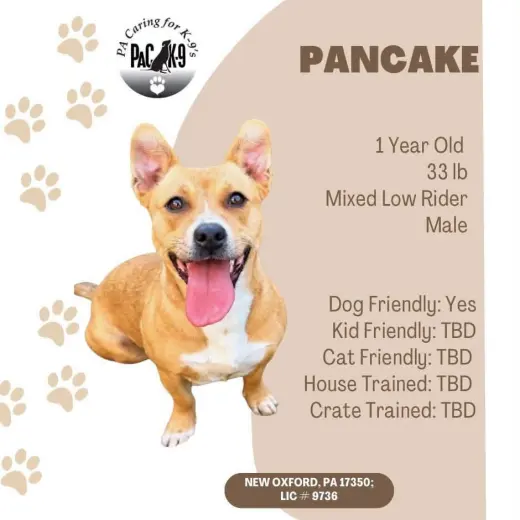 Pancake