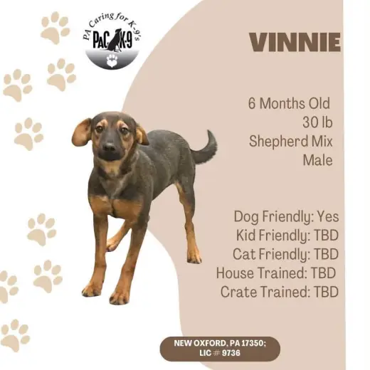 Vinnie