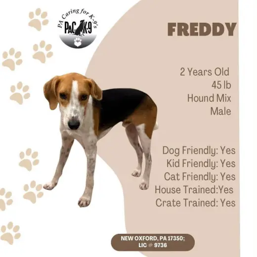 Freddy