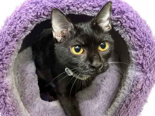 COCOA