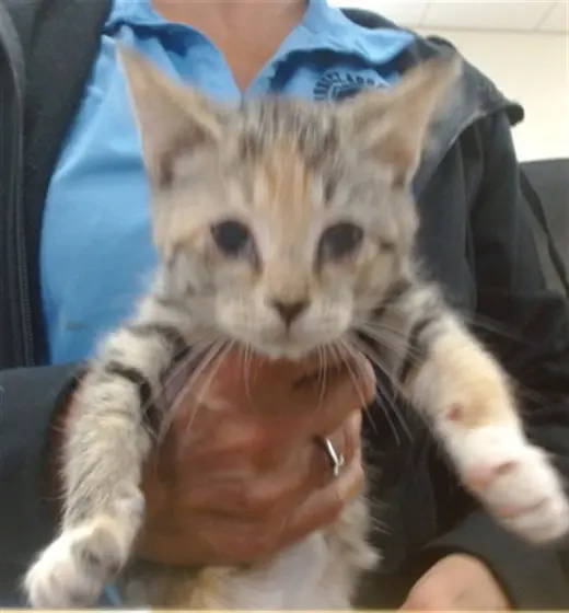 TINY TINA