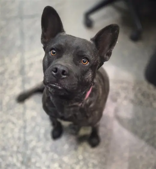 BONNIE