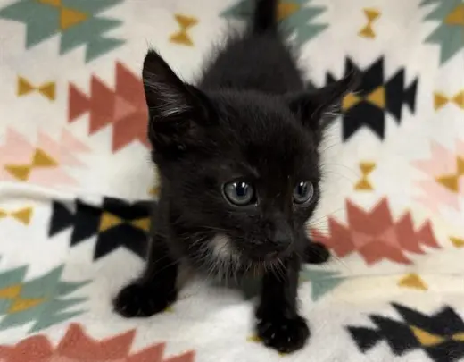 SALEM