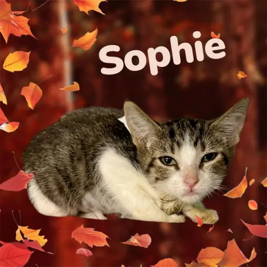 *SOPHIE
