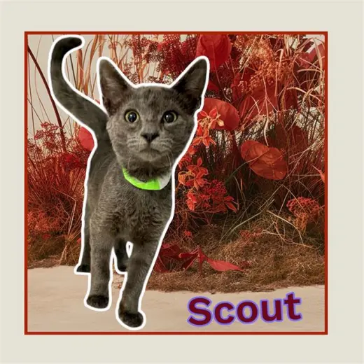 *SCOUT
