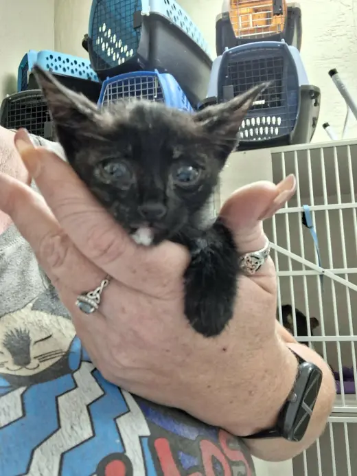 Kitten 28180 (Padma)