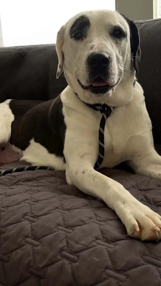 Peppermint Pattie