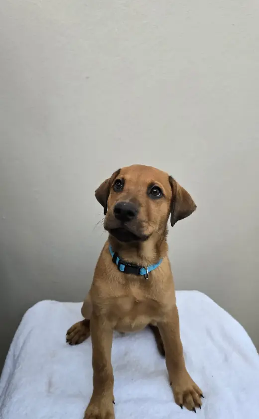 Swiper