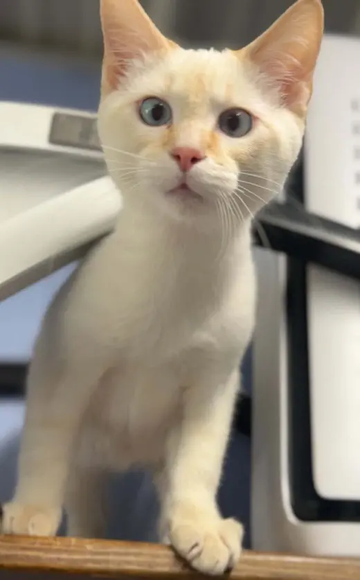 queso