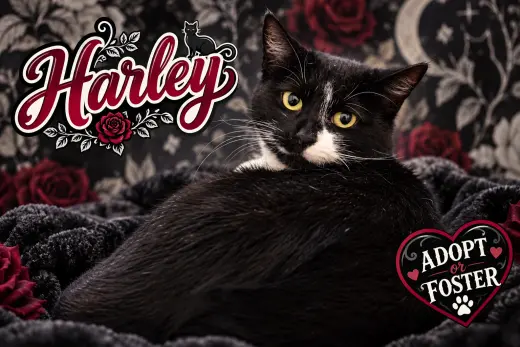 Harley (FCID$ 10/05/2026 - 20 Trainer)