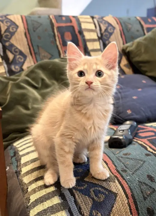 Florence (Buff Puff), WG, (FCID 10/14/2026-119)