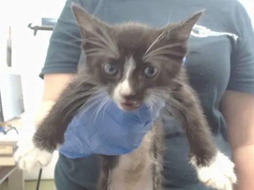 MITTENS