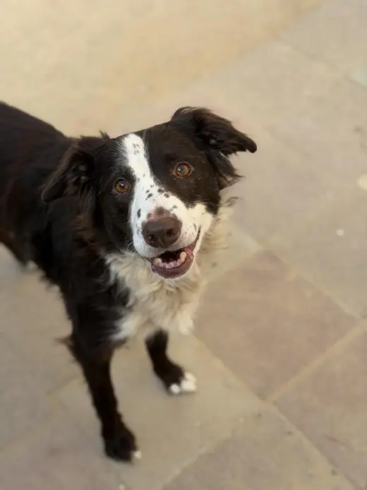 COCO