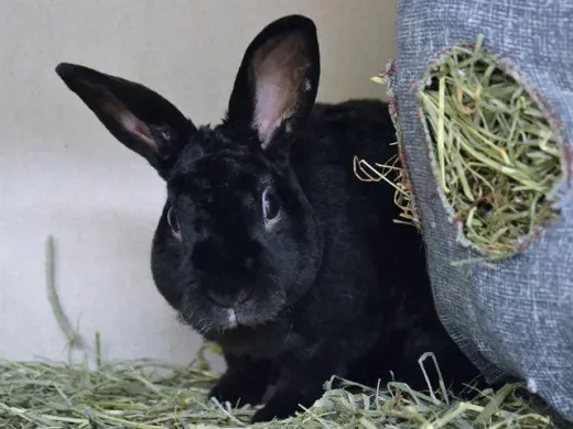 BERTIE