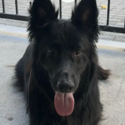 Onyx