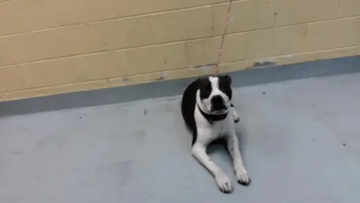 DOMINO