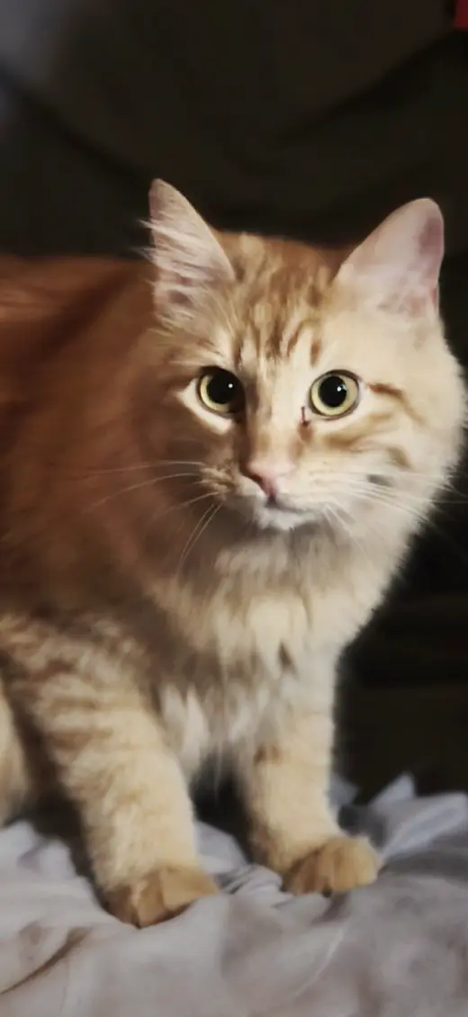 Jasper